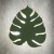 4668_MONSTERA_GREEN_O1.jpg