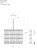 u3mhr2PUCCINI-P0266-TECH.jpg